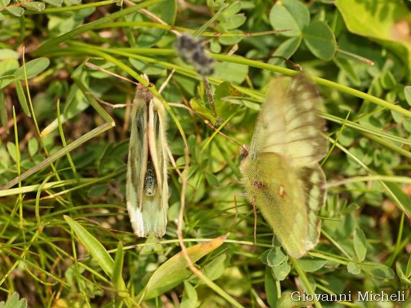 Colias phicomone